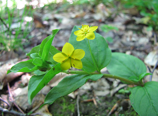 Tojeść gajowa (Lysimachia nemorum L.).