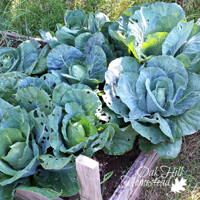 How To Grow Cabbage In Your Backyard Garden Oak Hill Homestead