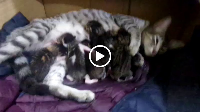 Mother with her kids A peruvian cat with her kittens