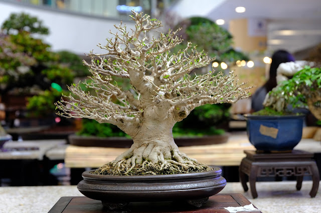 Hibiscus taiwan bonsai