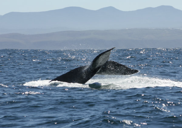 Humpback whales, Knysna. Garden Route, South Africa | Happy in Red Humpback whales, Knysna. Garden Route, South Africa | Happy in Red