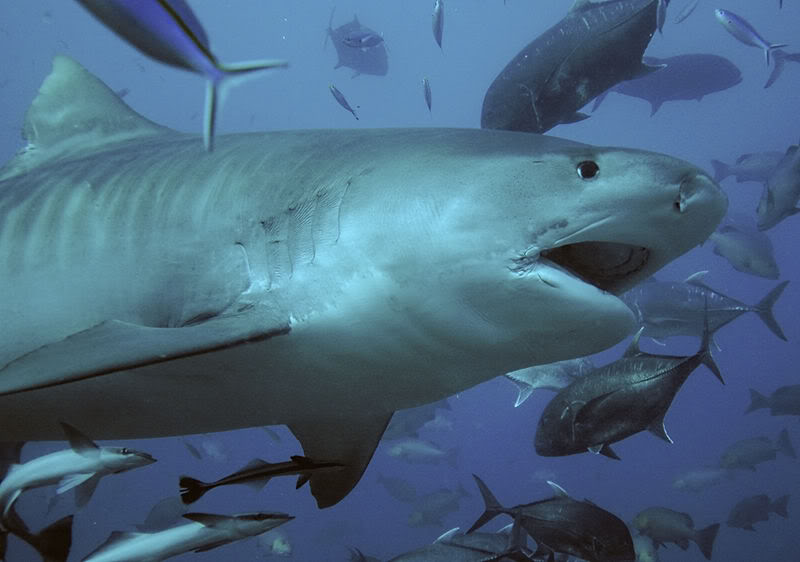 7 Jenis Ikan Hiu Terbesar Didunia Keajaiban Dunia Tiger Shark