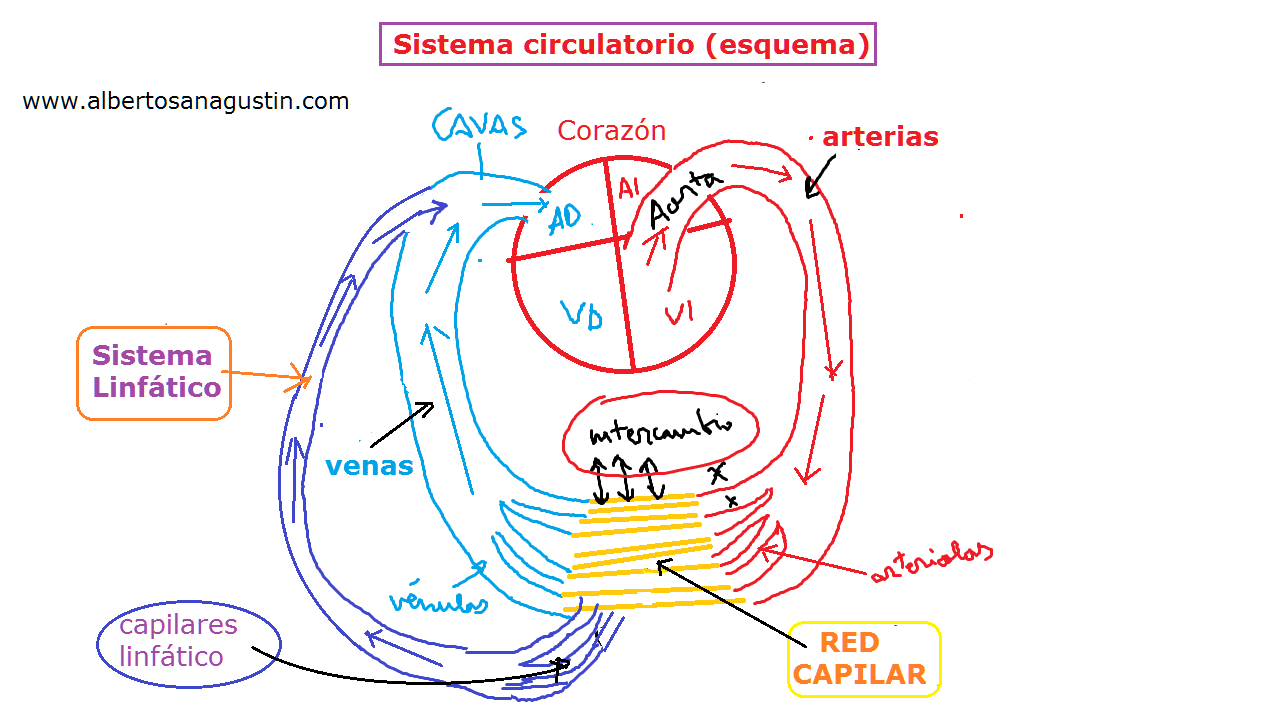 esquema, sistema circulatorio, sistema linfático