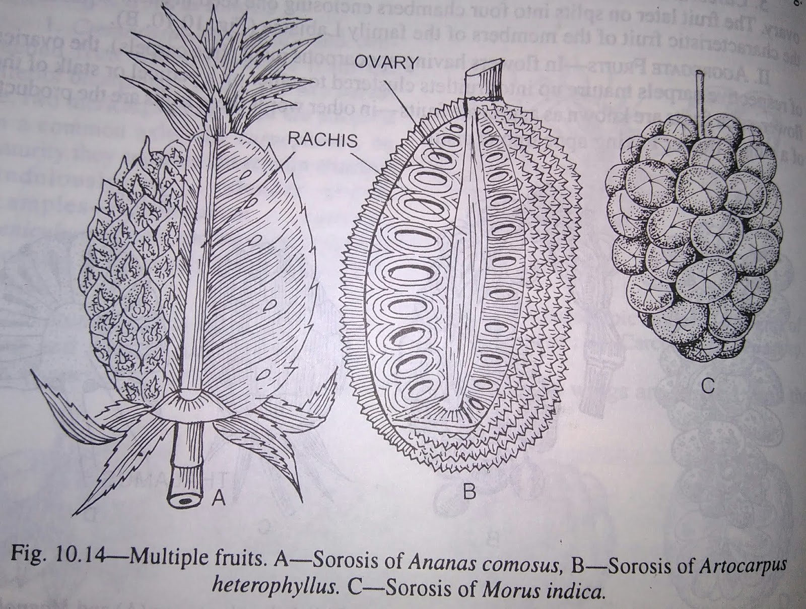 Multiple or composite fruitsdigieduco