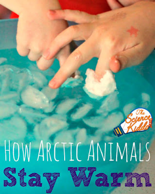 Experimentos sobre los animales salvajes: ¿Cómo soportan el frío los animales del Ártico?