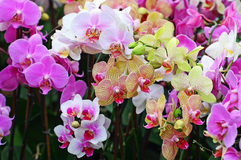 Top 50 hình nền về các loài hoa đẹp cho điện thoại smart phone