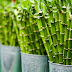 National Bamboo Mission Approved by CCEA