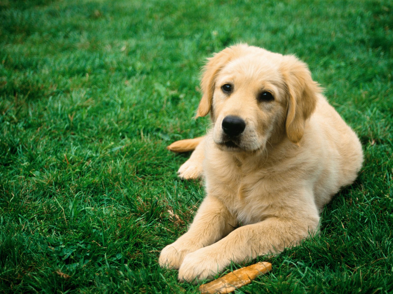 Wallpaper Desk Dogs Wallpapers Dog WallpaperWallpaper Desk