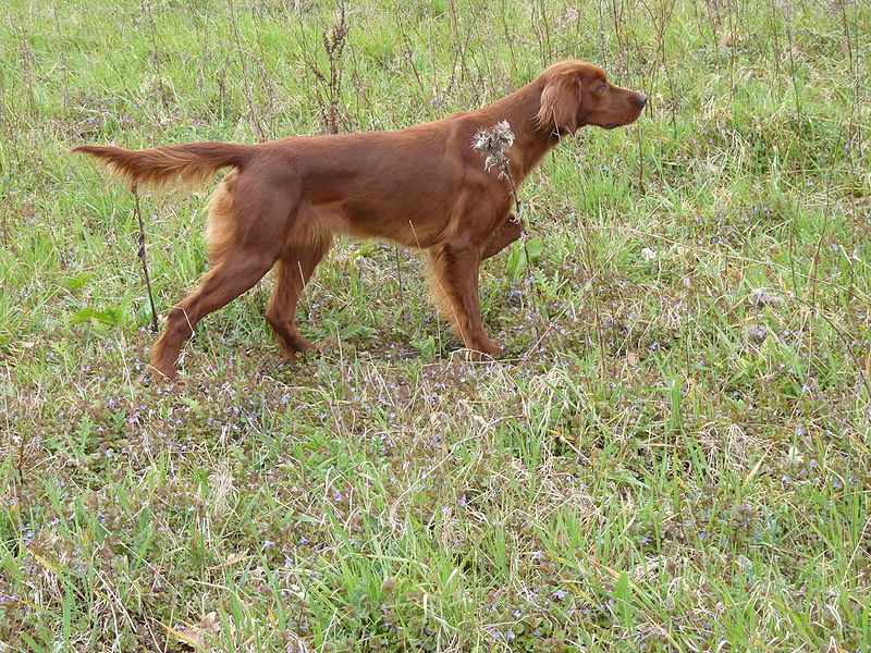 80 Original Female Irish Setter Names