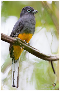 White-tailed Trogon (Trogon chionurus) - female