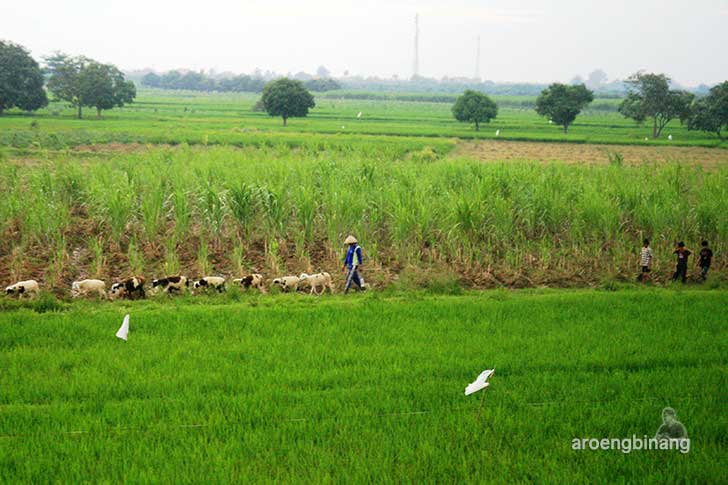 pemandangan dari argo anggrek semarang
