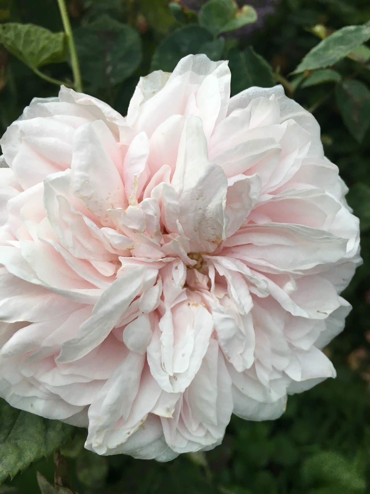 il nome della rosa perfume