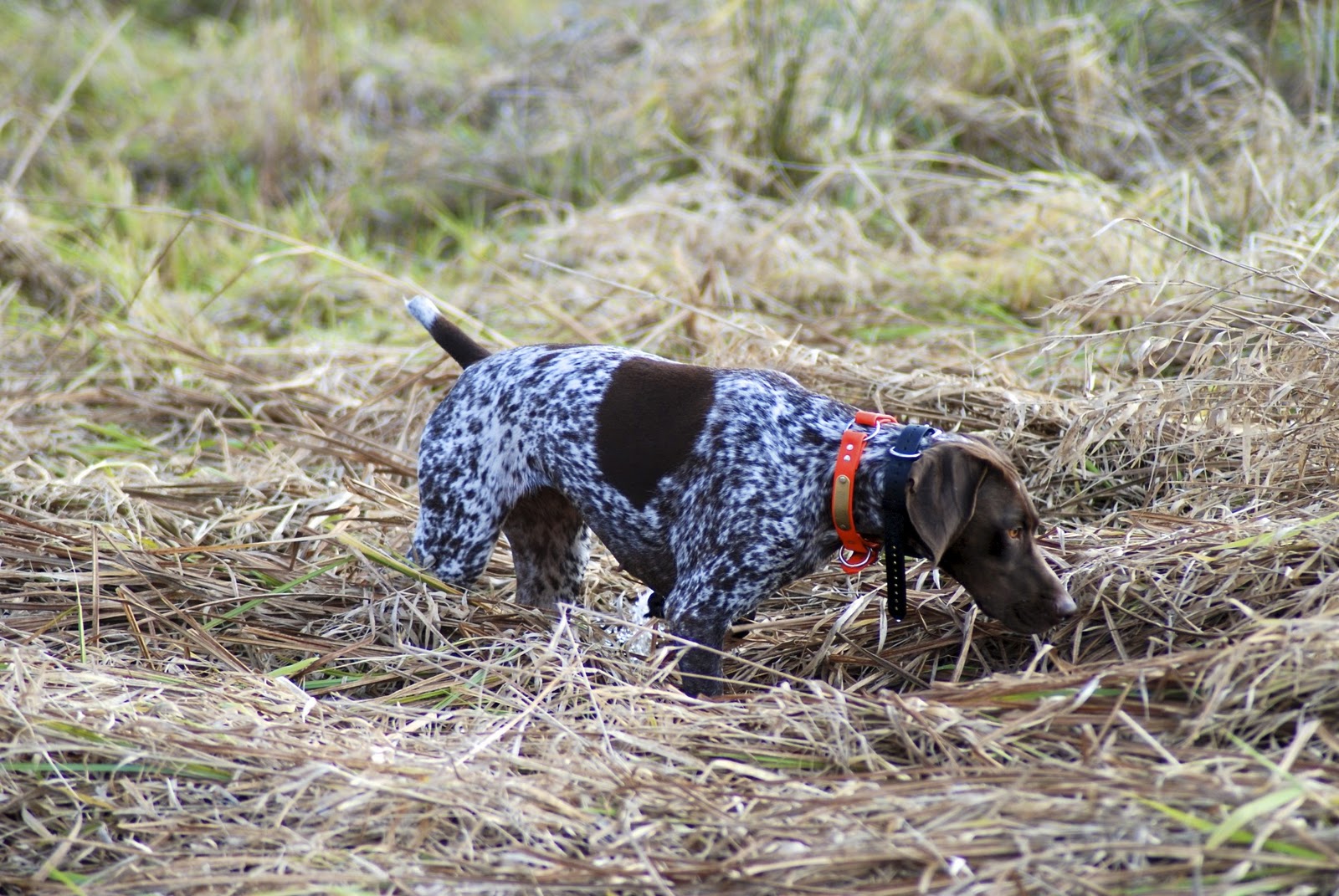 Adventures of a GSP Hunting Dog Sunday Hunt in Sussex County, New Jersey