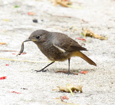 Colirrojo tizón comiendo una oruga