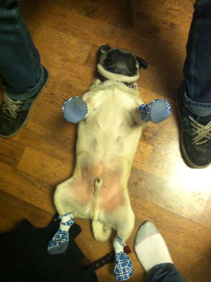 Cute dogs - part 9 (50 pics), dog sleeping on the floor wearing boots