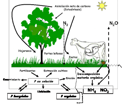 Ciclo ecologico silvopastoril Ciclo de re utilización de la materia biologica