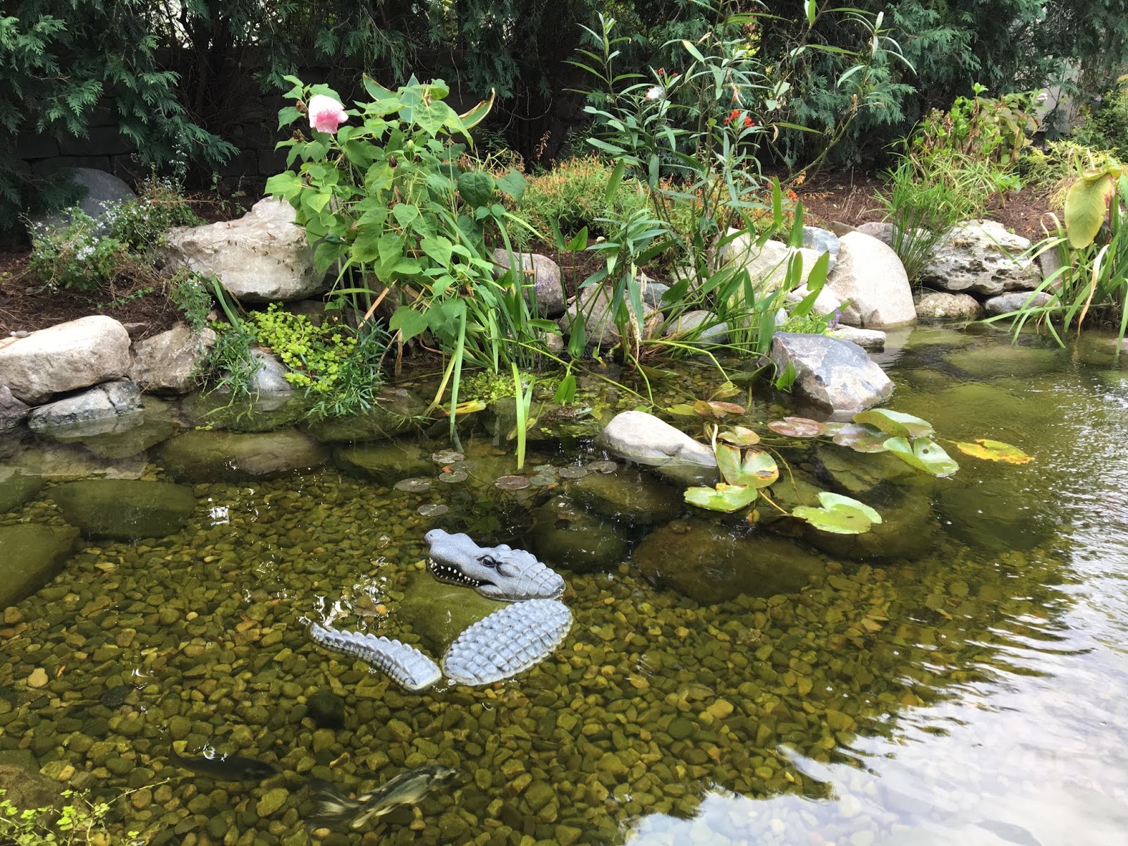 koi-pond-cleaning-companies/crystal-clear-pond-services.jpg