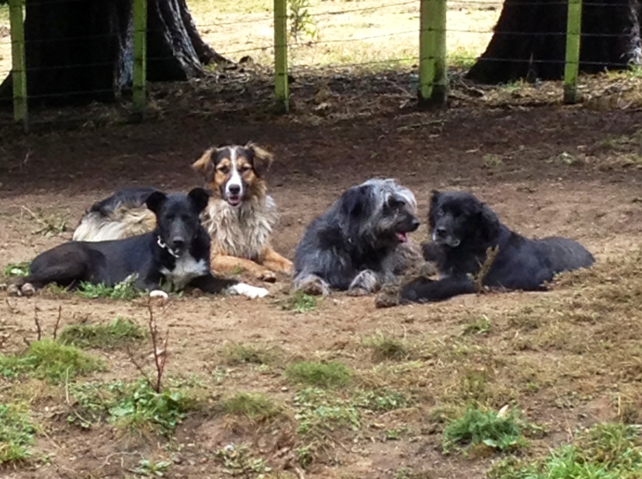 James Fagan History Blog Working Farm Dogs in New Zealand
