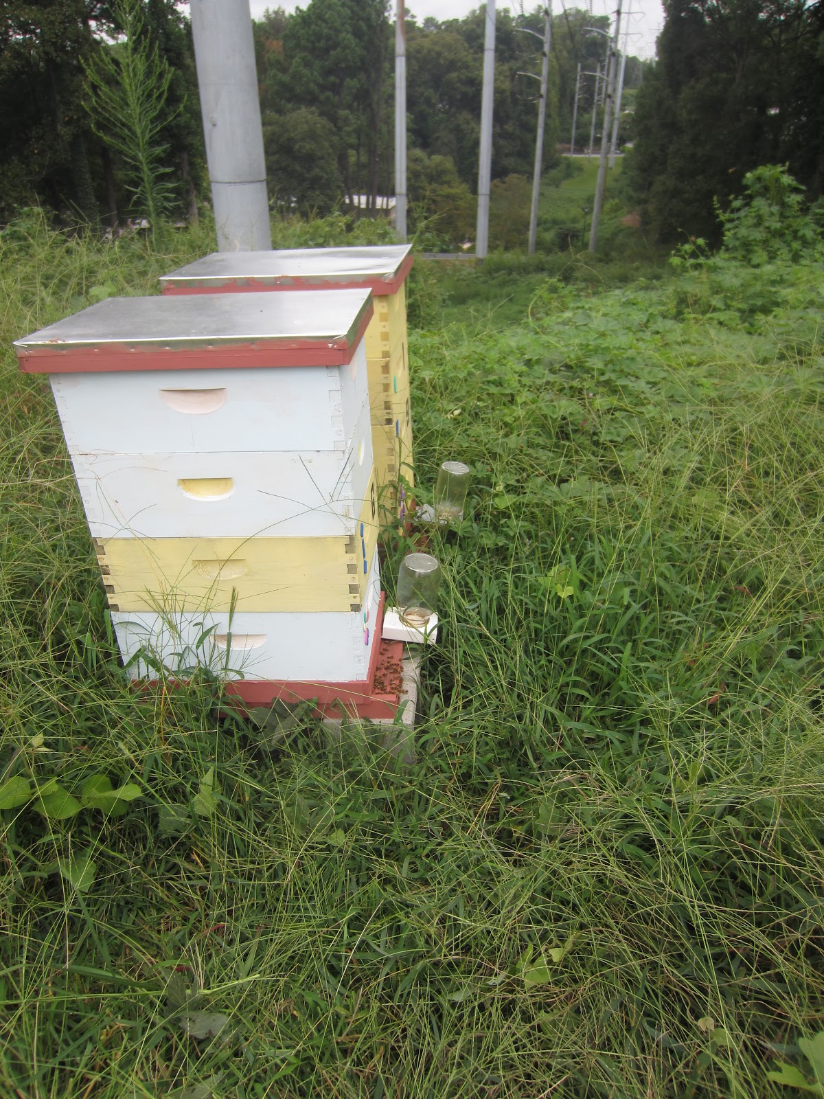 Linda s Bees: Bad News Good News Bee News