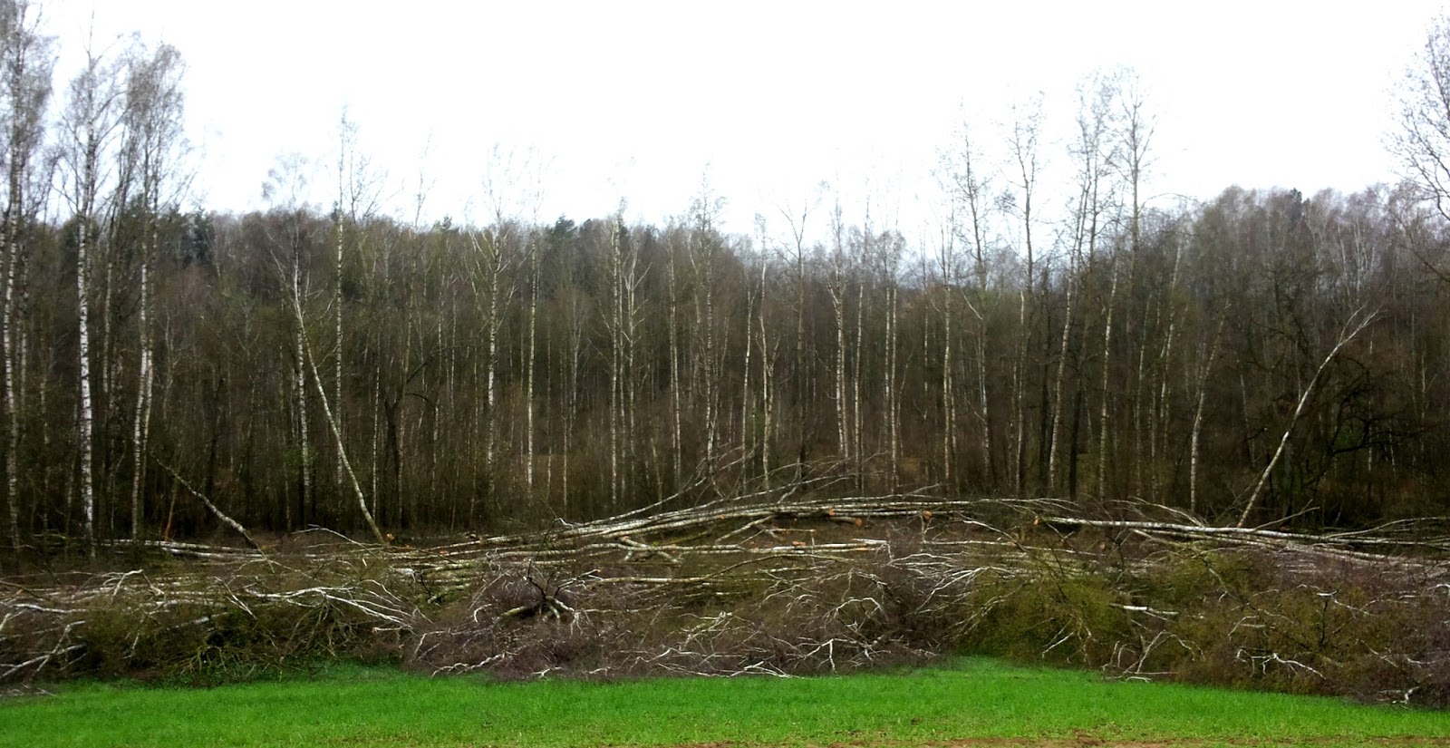 Malachitowy las Dobra Zmiana a lasek brzozowy