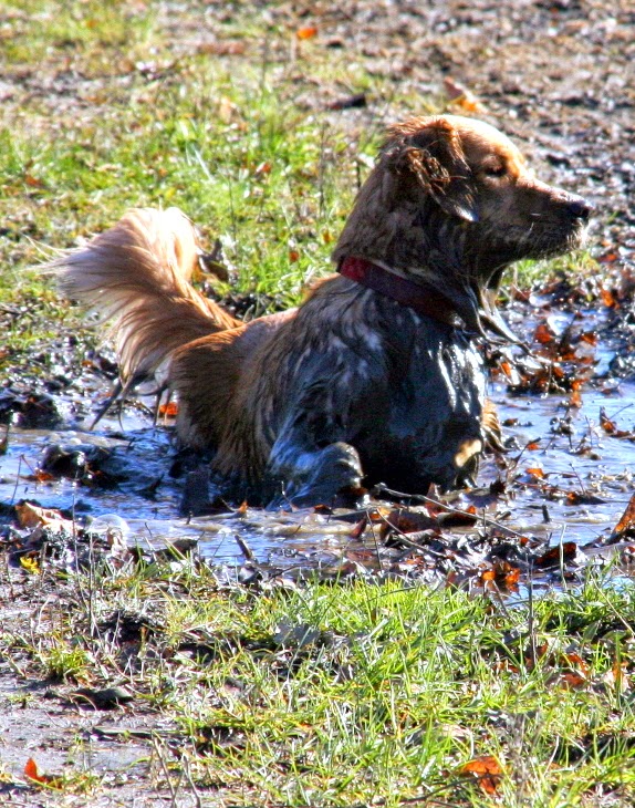 Mully in mud http://5minutesfromcool.blogspot.ca/