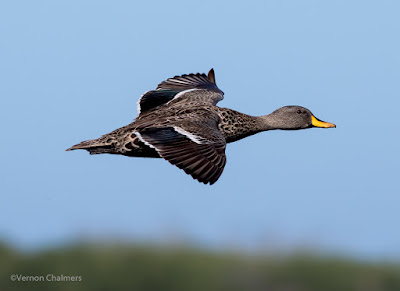 Fast Flying Duck - Woodbridge Island / Milnerton Golf Course