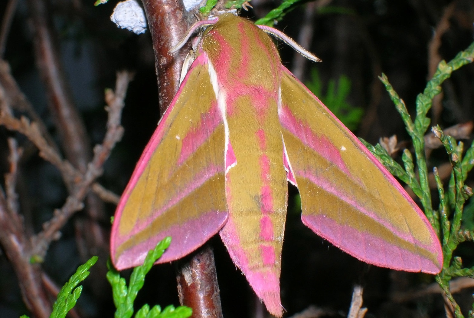 ΠΕΤΑΛΟΥΔΕΣ photos - wallpapers (ανανεωμένο) | the fun bank