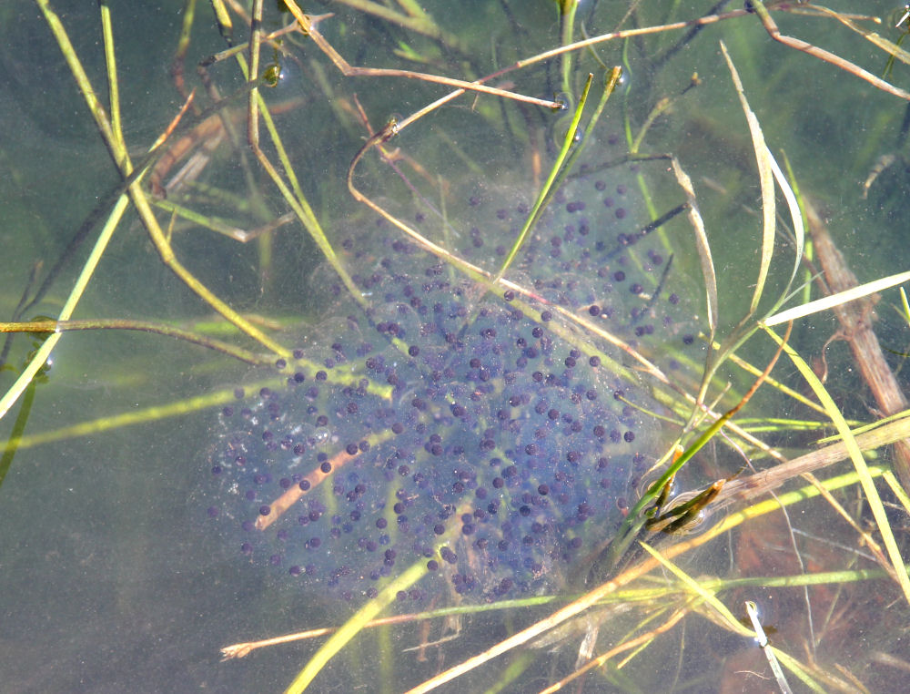 Rickshaw Unschooling Raising Tadpoles Red Legged Frogs in South