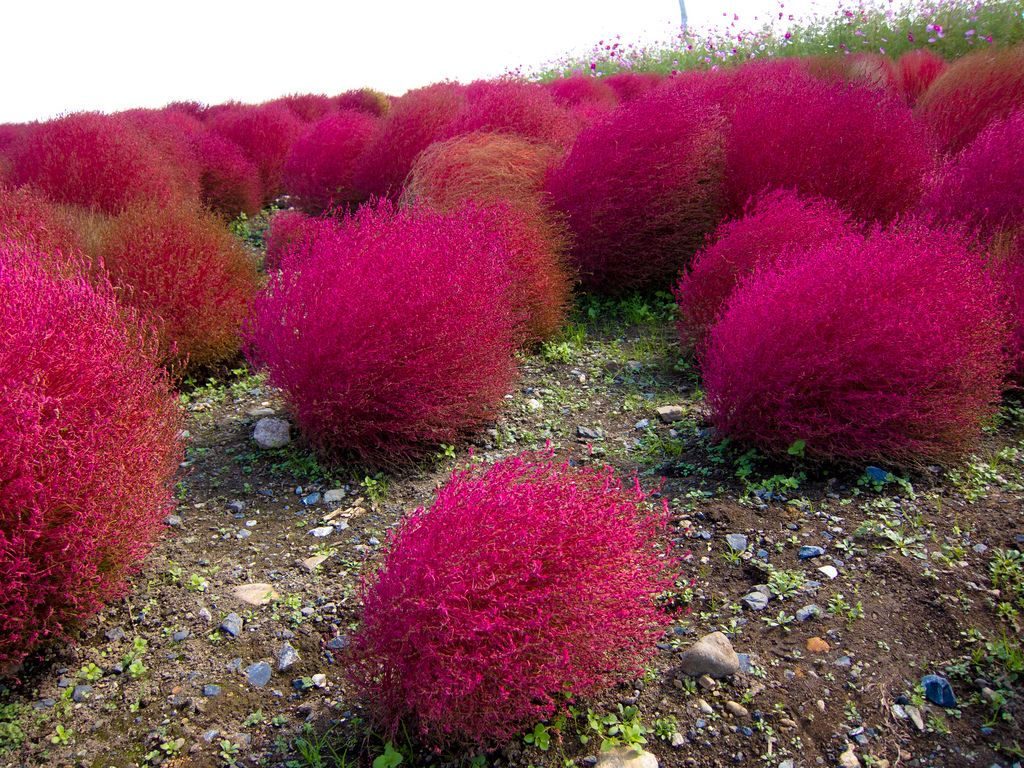 Виды Кохии Фото И Названия – Telegraph