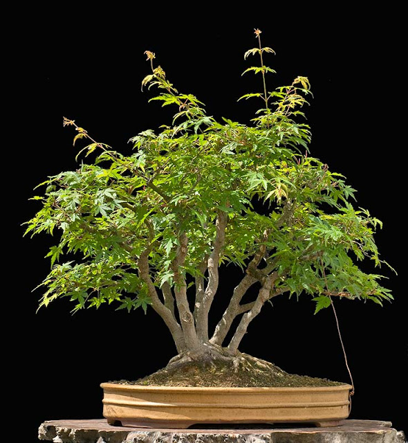 Walter Pall Bonsai Adventures Refurbishing a Japanese maple the "hedge cutting method"