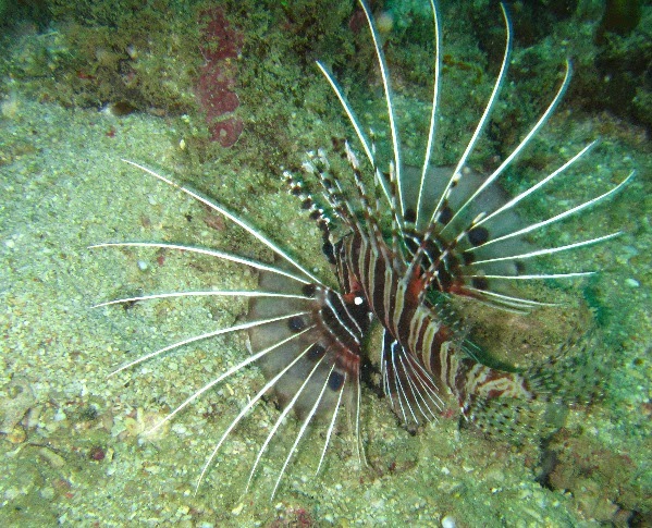 lionfish marne conservation research on marine biodiversity