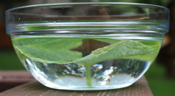 Лист эксперимент. Образование крахмала в листьях на свету опыт. Эксперимент с листом растения. Эксперименты с листьями деревьев. Опыт сакса фотосинтез.