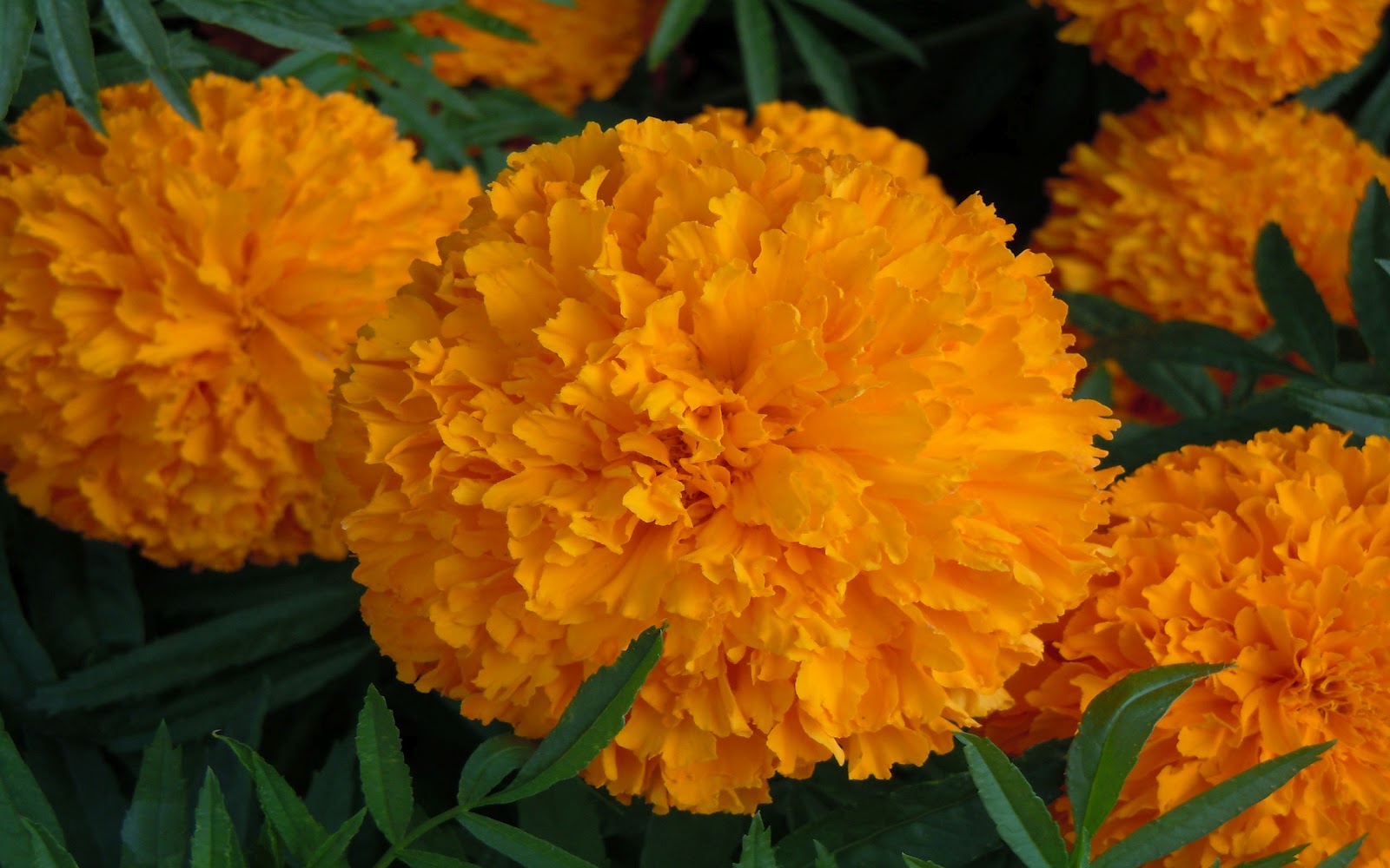 Nature health secrets MARIGOLD