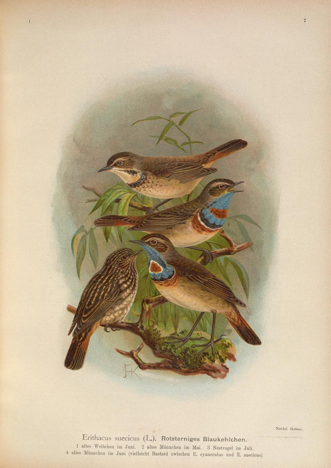 Птицы и другие истории. Городские птицы. Книга хищники детская энциклопедия росмэн. Птица шалашник, и ее произведения. Бедуайер к.