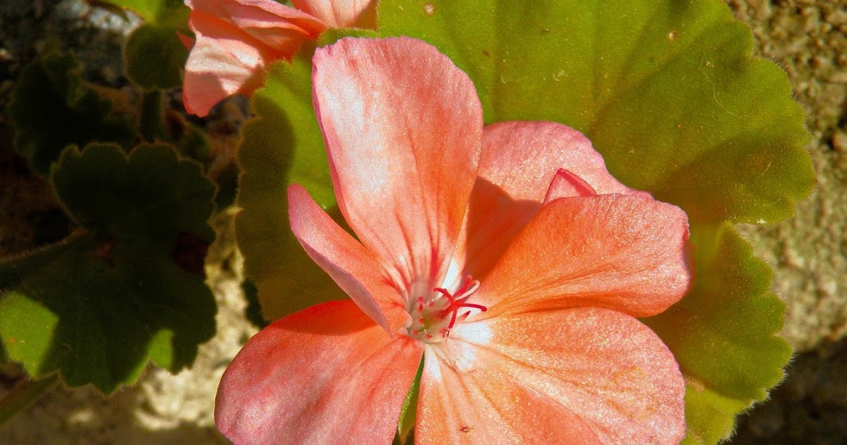 M o m e n t s b o o k . c o m Σομόν μονό γεράνι