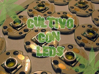 Cultivo marihuana con LED Portada cultivo marihuana con LED