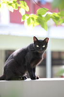 Panzer the cat