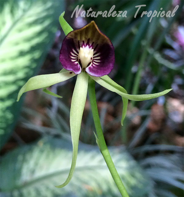 La Orquídea Negra, Prothechea cochleata