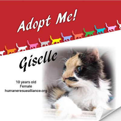 Giselle, a calico cat in need of adoption at Humane Rescue Alliance