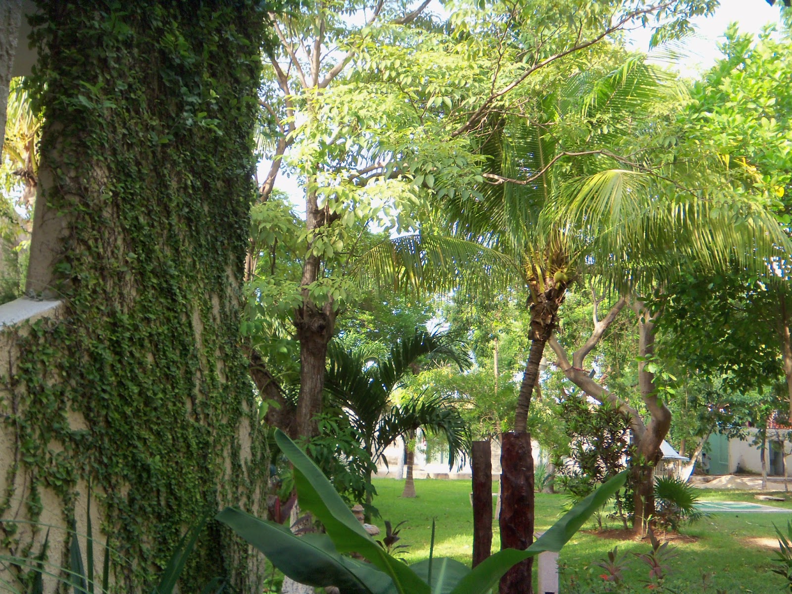 Casa del Gato Azul Why are the tree trunks white?