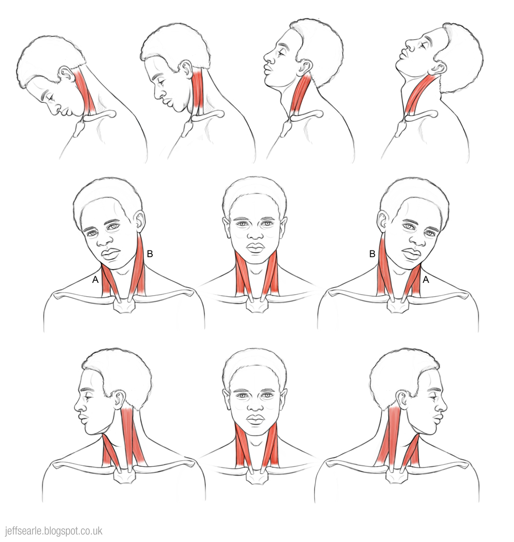 Jeff Searle The head on the neck and shoulders