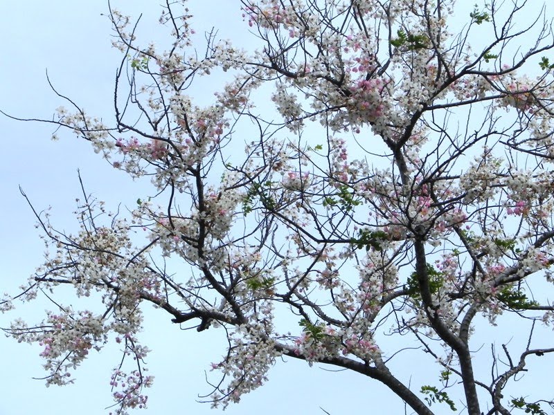 OUR PHILIPPINE TREES: The Palawan Cherry Dilemma in Palawan