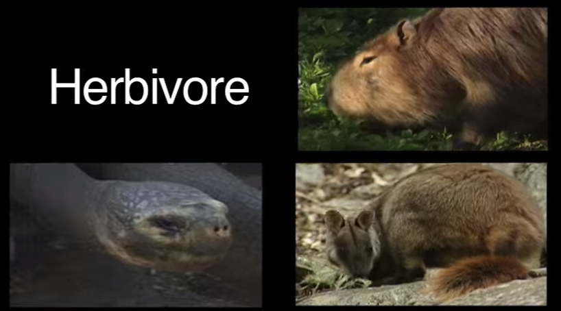 Different Animal Types - Covering Herbivores, Carnivores, Omnivores