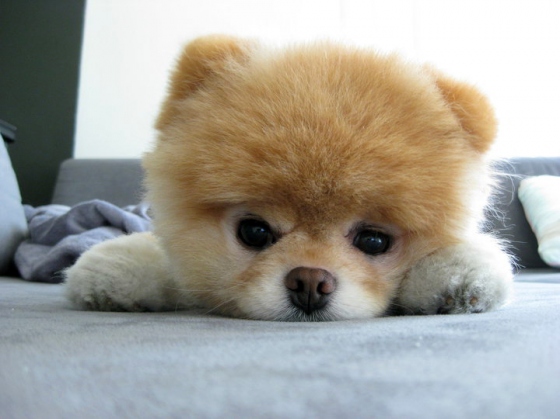 Daily Dose Of Cute: Fluffy Puppy