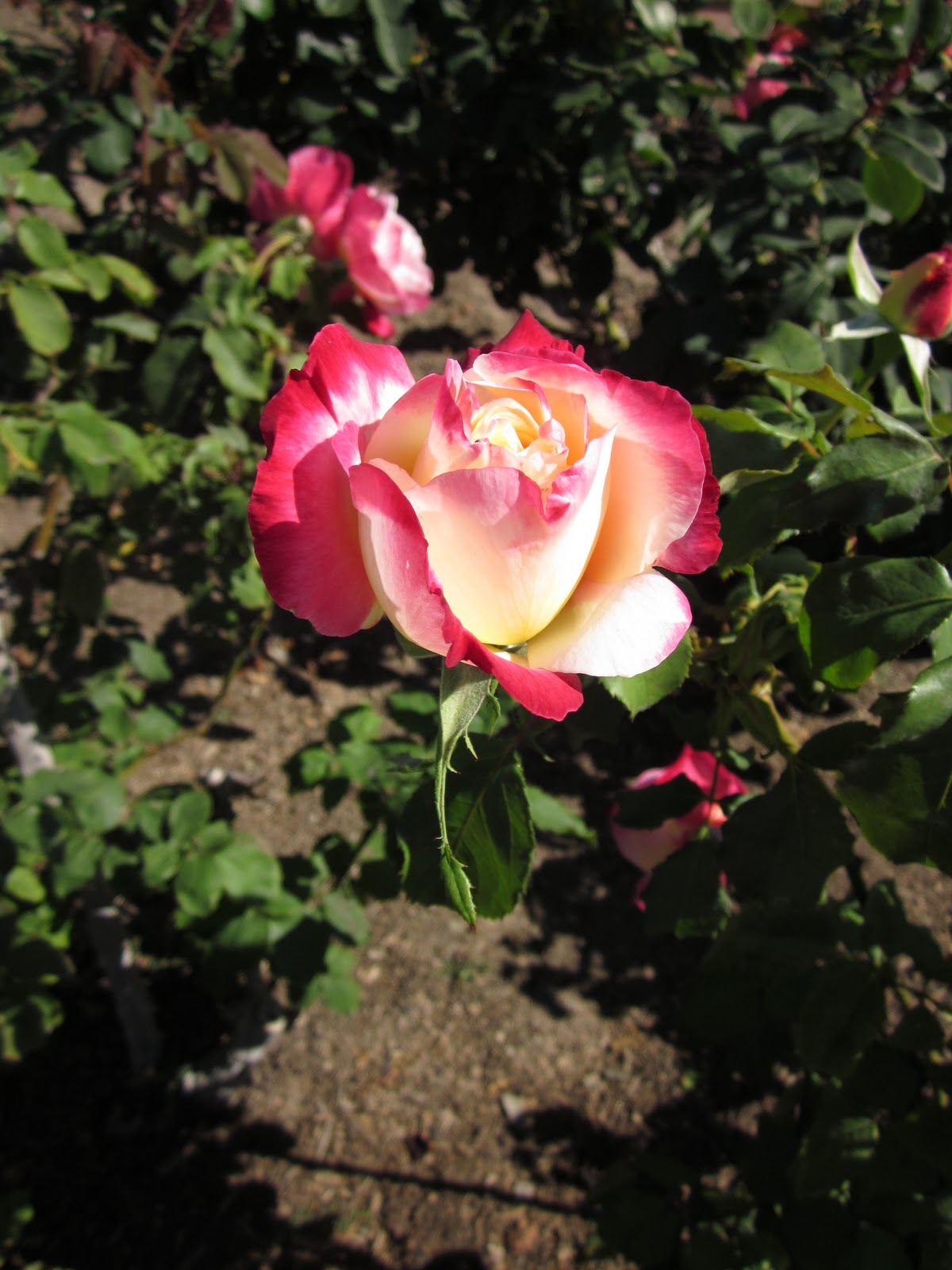 Dancing in the Crossroads California Roses Photo Post