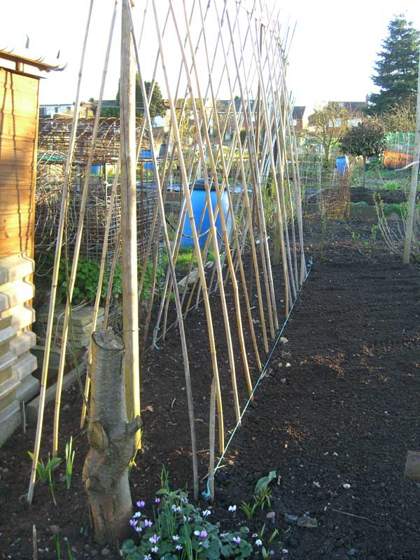 Allotment Garden How I Grow Exhibition Sweet Peas