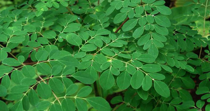 Macam-Macam Manfaat Daun Kelor Untuk Kesehatan Kita Macam-Macam Manfaat Daun Kelor Untuk Kesehatan Kita