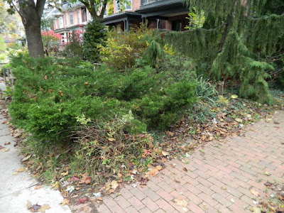 Toronto The Annex Front Garden Fall Clean up before by Paul Jung Gardening Services Toronto The Annex Front Garden Fall Clean up before by Paul Jung Gardening Services