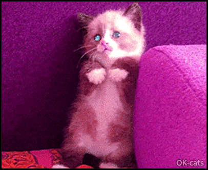 Art Cat GIF with caption • Scared Kitten says "NO! NO! NO! NO! Leave me alone, I'm innocent!" Art Cat GIF with caption • Scared Kitten says "NO! NO! NO! NO! Leave me alone, I'm innocent!"