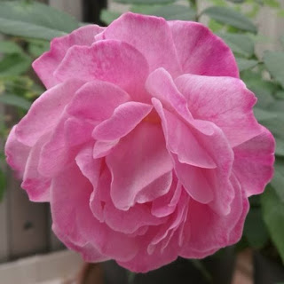 Parentesco com o morango e outras surpresas reveladas pelo mapeamento genético das rosas Parentesco com o morango e outras surpresas reveladas pelo mapeamento genético das rosas